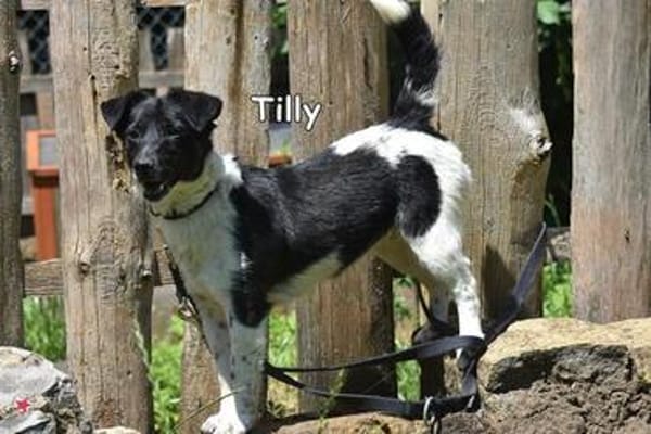 TILLY