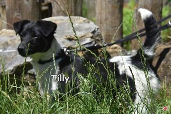 TILLY