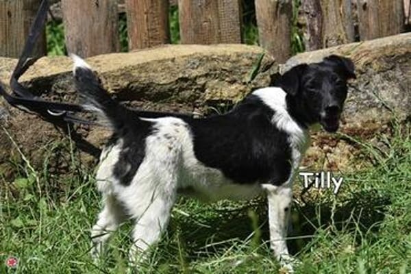 TILLY