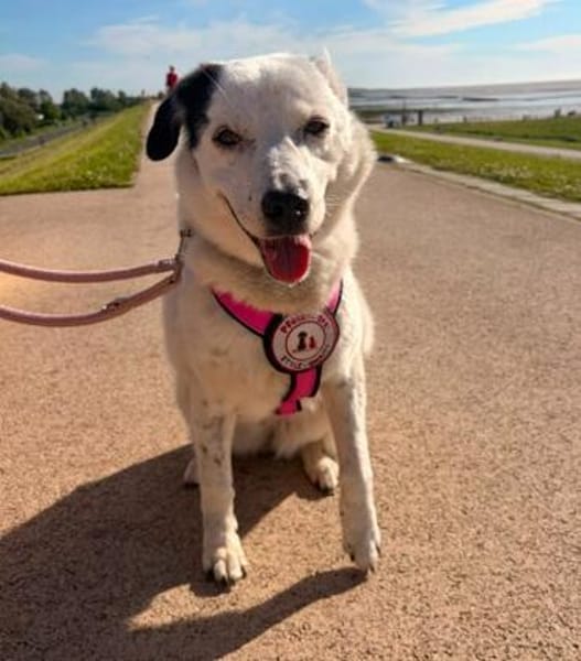 liebe, freundliche Seniorin CARLA