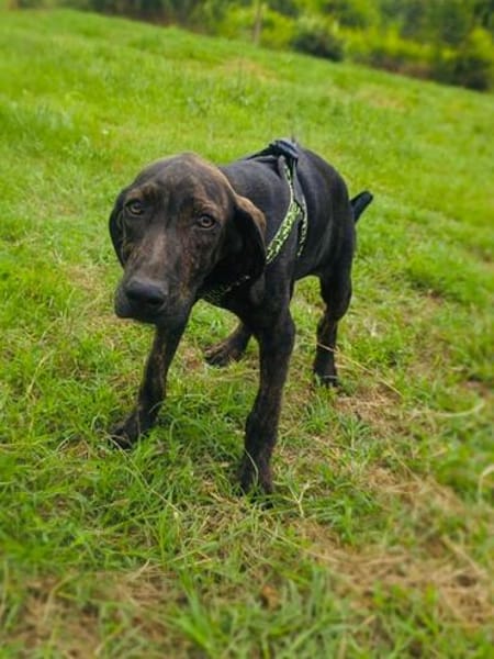 Bently einfach nur lieb