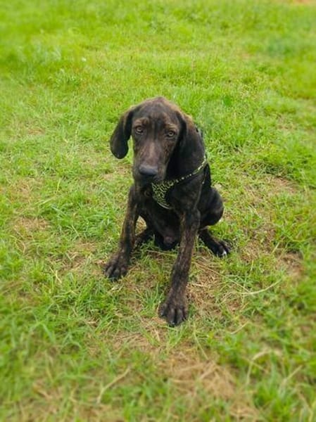 Bently einfach nur lieb