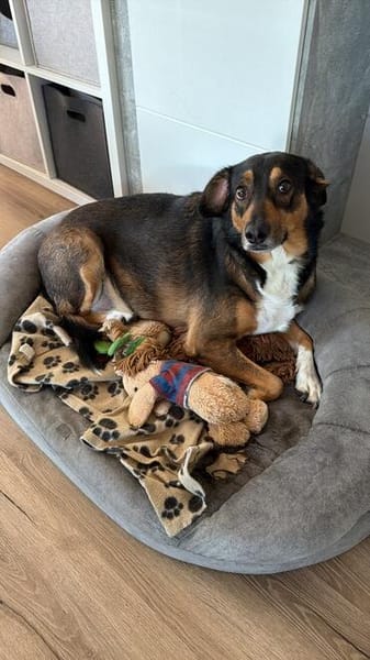 Sensibler SAMMY sucht neues Glück