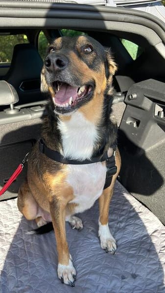 Sensibler SAMMY sucht neues Glück