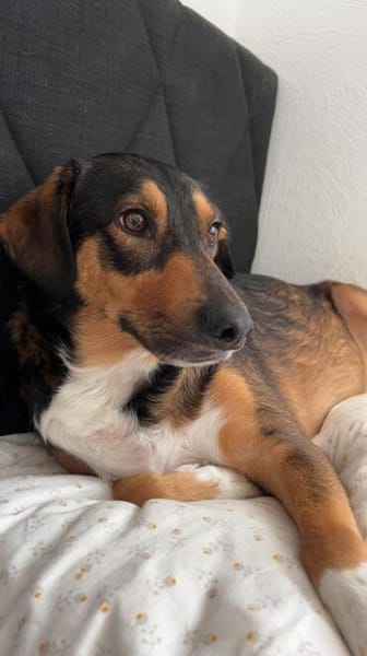 Sensibler SAMMY sucht neues Glück