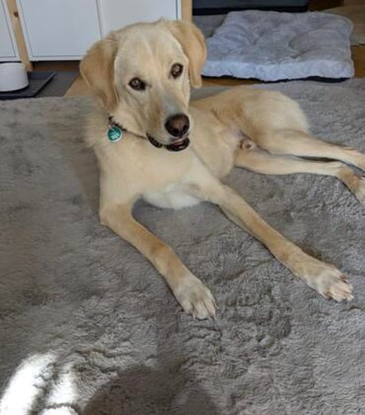 Troy sucht sein Fürimmerzuhause!