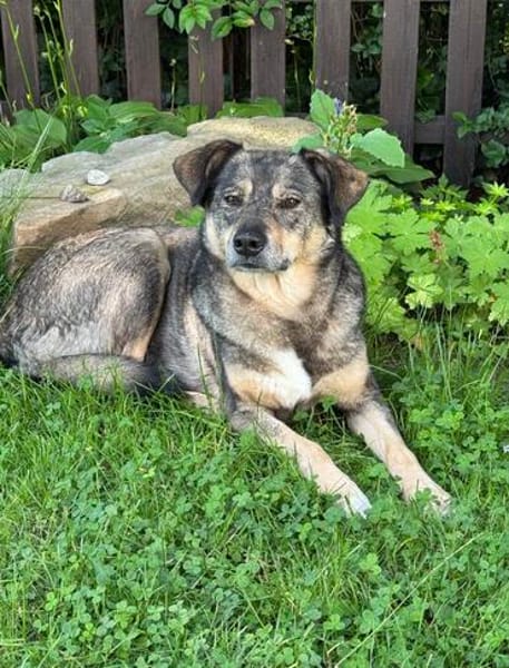Herzenshund Koda sucht sein Für-Immer-Zuhause