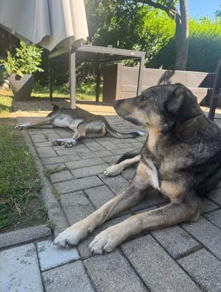 Herzenshund Koda sucht sein Für-Immer-Zuhause