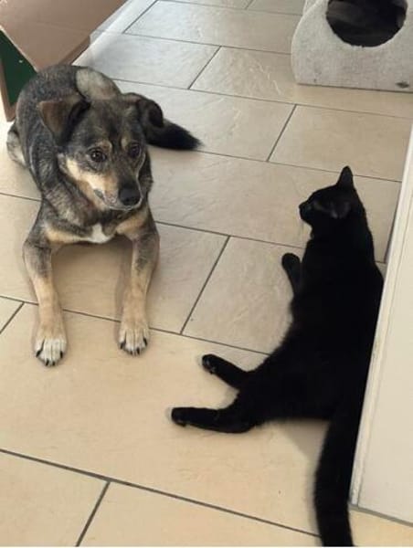 Herzenshund Koda sucht sein Für-Immer-Zuhause