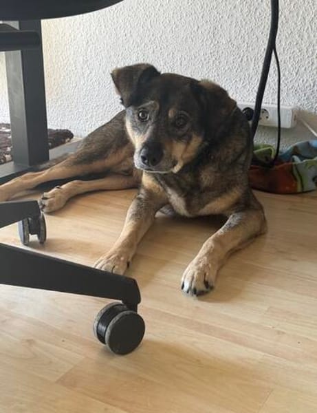 Herzenshund Koda sucht sein Für-Immer-Zuhause