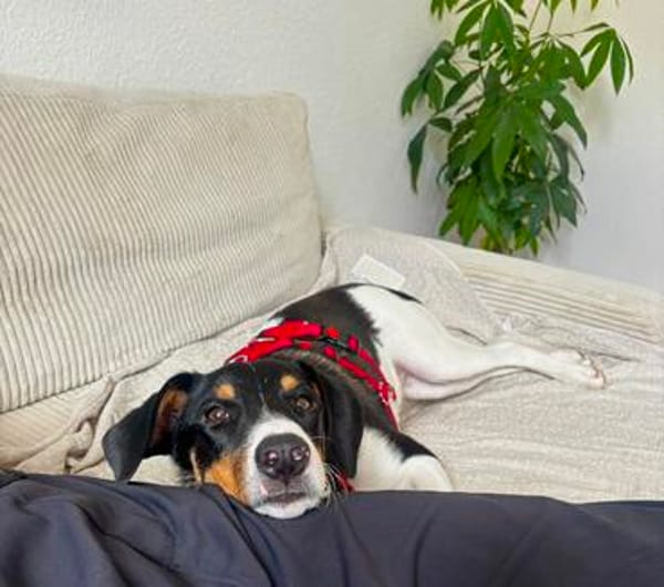 Schiggy sucht ein liebevolles Zuhause