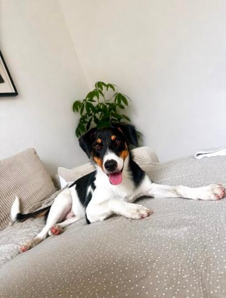 Schiggy sucht ein liebevolles Zuhause
