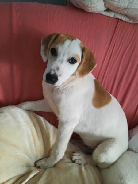 Welpe Nono, Familie mit Herz gesucht