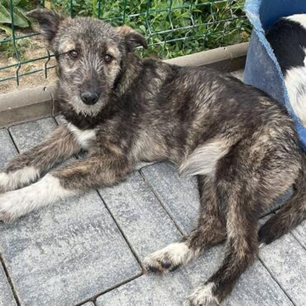 Rachel💕Kuschelmaus wartet in 48145 Münster