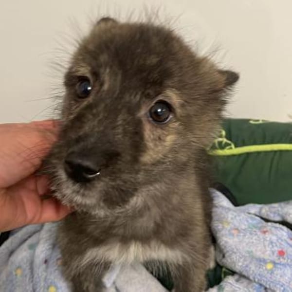 Rachel💕Kuschelmaus wartet in 48145 Münster