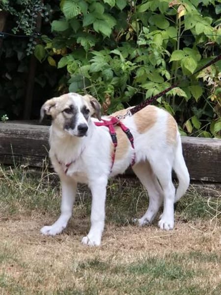 Fifi sucht Geborgenheit