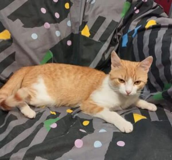 Ziggy Fröhlicher Kater sucht seine Familie zum Kuscheln