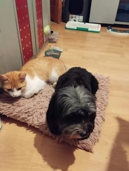Ziggy Fröhlicher Kater sucht seine Familie zum Kuscheln