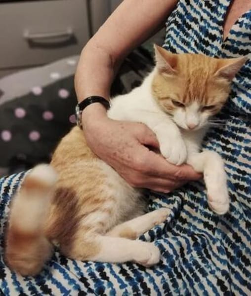 Ziggy Fröhlicher Kater sucht seine Familie zum Kuscheln