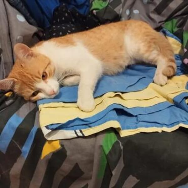 Ziggy Fröhlicher Kater sucht seine Familie zum Kuscheln