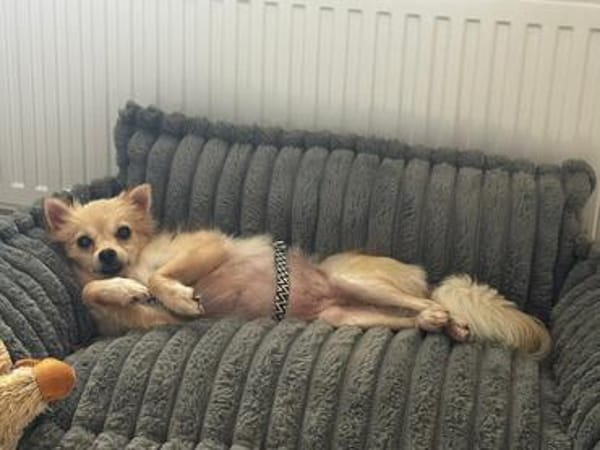 Molli ist ein sanftes Wesen