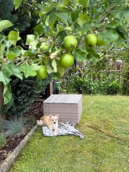 Molli ist ein sanftes Wesen