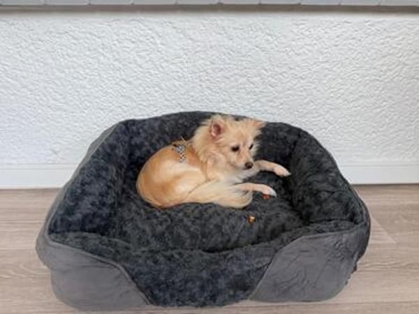 Molli ist ein sanftes Wesen