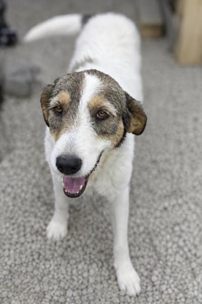 Roberta eine Seele vom Hund