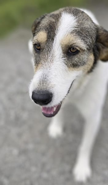 Roberta eine Seele vom Hund