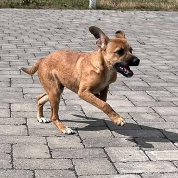 Sugar-Sue💕wartet in 49424 Goldenstedt