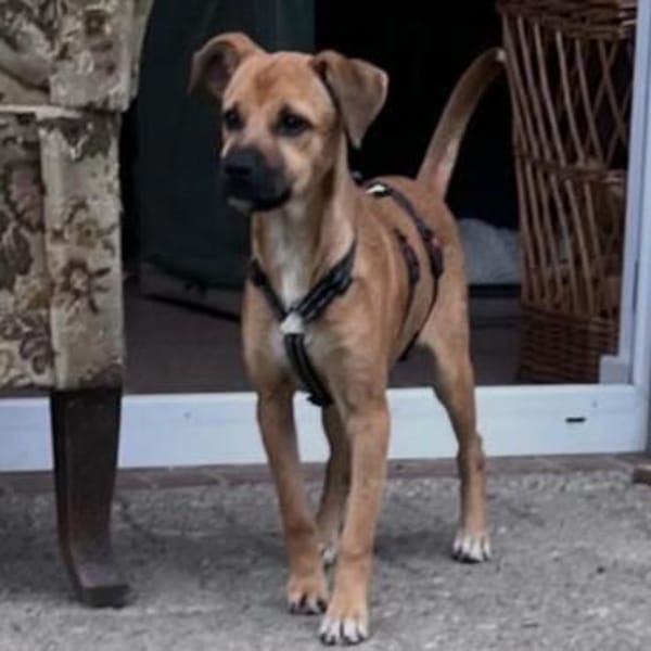 Sugar-Sue💕wartet in 49424 Goldenstedt
