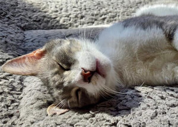 Alby, soziales Entdeckerherz, ca. 11 Mon.