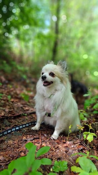 Cody, zauberhaft und katzenverträglich