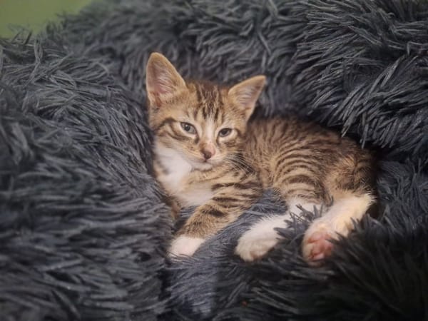 ABRICOT