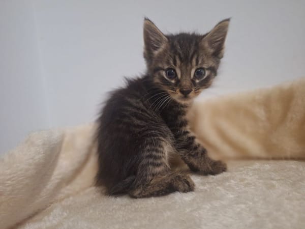 PAPAYE