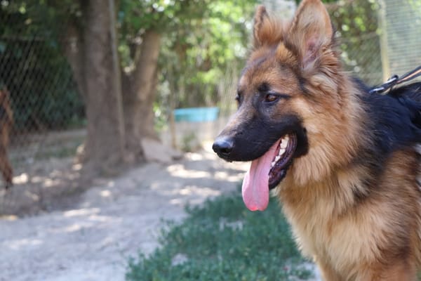 YAGO