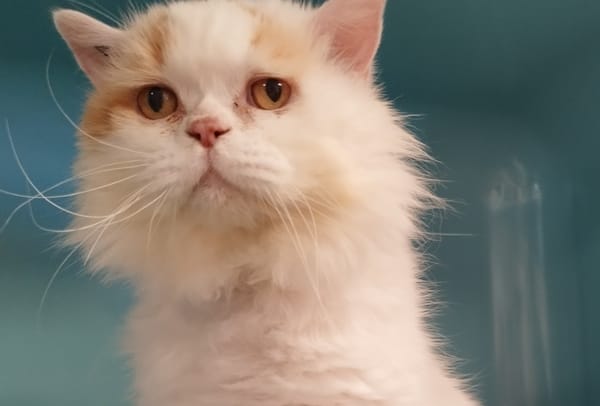 NORBERT