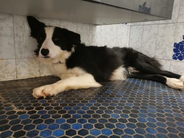 OTIS ( A TROUVE SA FAMILLE)