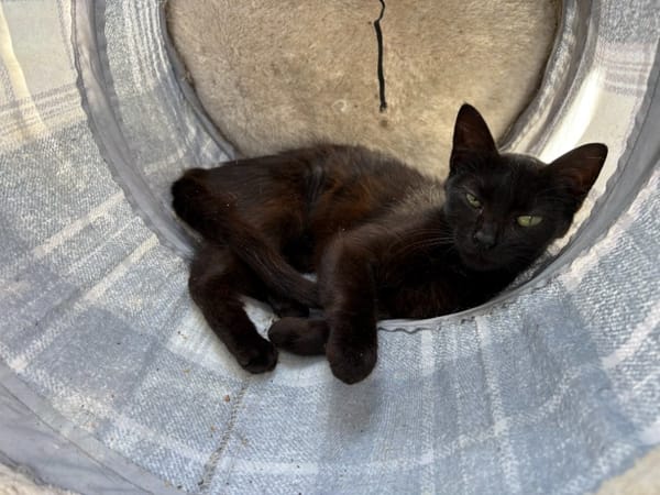 BASTET