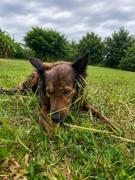 Zelda la câline