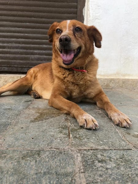 ginger