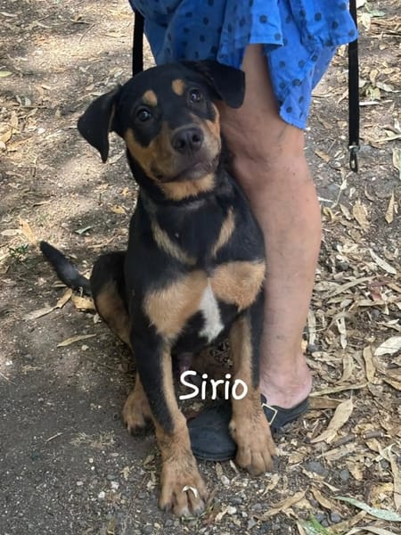 SIRIO