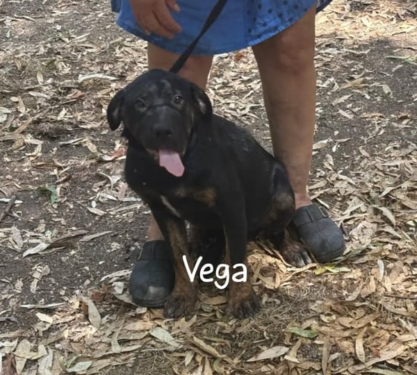 VEGA