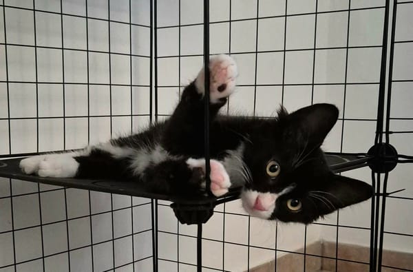 MERLIN