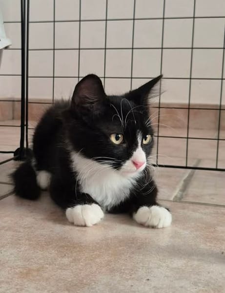 MERLIN