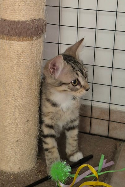 MIETTE