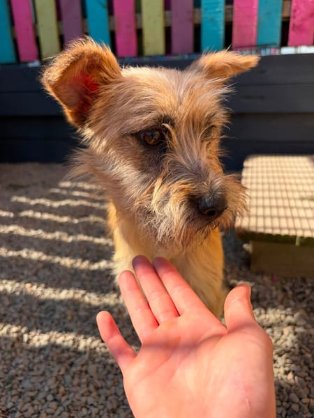 Hamish