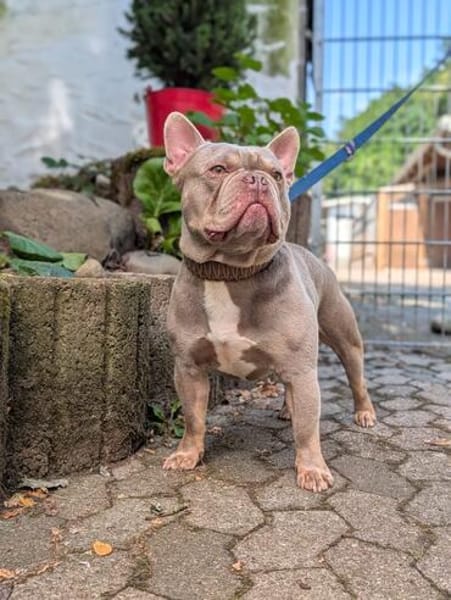 Französische Bulldogge Mango