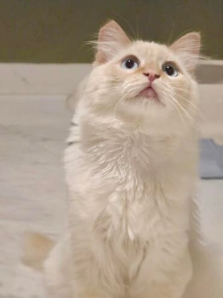 Geselliger junger Siam-Mix Kater Genie