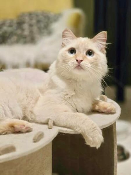 Geselliger junger Siam-Mix Kater Genie